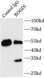 ROGDI Antibody - BSA Free