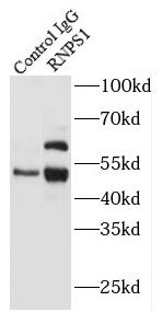 RNPS1 Antibody - BSA Free