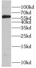RNPS1 Antibody - BSA Free