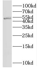 RNF38 Antibody - BSA Free