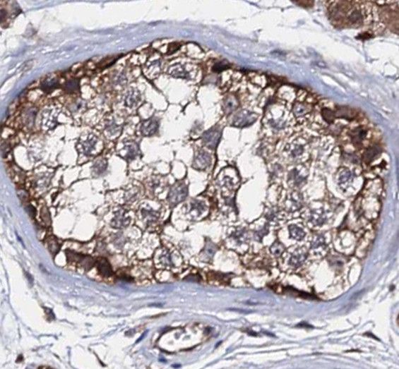 RNF133 Antibody - BSA Free