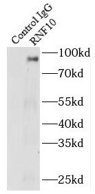 RNF10 Antibody - BSA Free