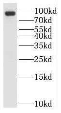 RNF10 Antibody - BSA Free