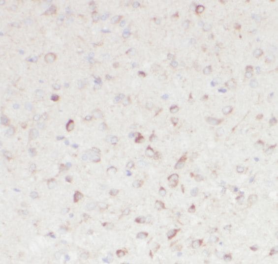 RNF10 Antibody - BSA Free