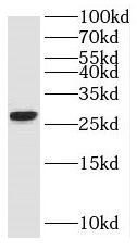 RND2 Antibody - BSA Free
