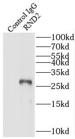 RND2 Antibody - BSA Free