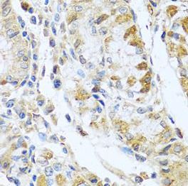 RNASE13 Antibody - BSA Free