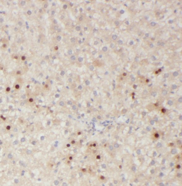 RNASE11 Antibody - BSA Free
