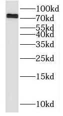 BLAP75 Antibody - BSA Free