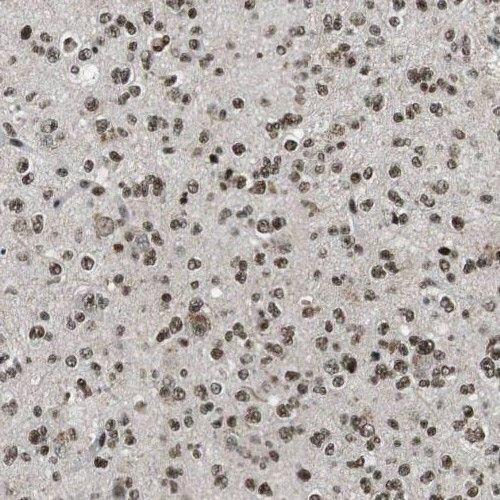 BLAP75 Antibody - BSA Free