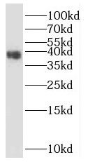 CLVS2 Antibody - BSA Free