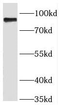 RINT1 Antibody - BSA Free