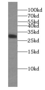 RIMS4 Antibody - BSA Free