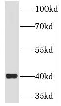 RIMS3 Antibody - BSA Free