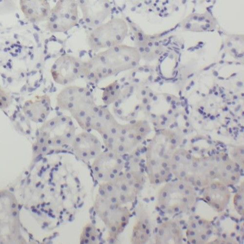 RIMS Binding Protein 2 Antibody - BSA Free