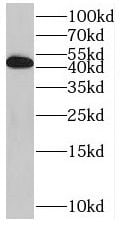 RILP Antibody - BSA Free