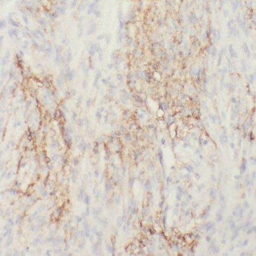 RIC8B Antibody - BSA Free