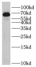 RIC8B Antibody - BSA Free