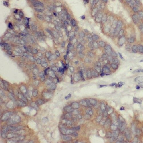 RIBC2 Antibody - BSA Free