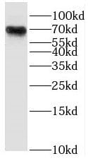 RHPN1 Antibody - BSA Free