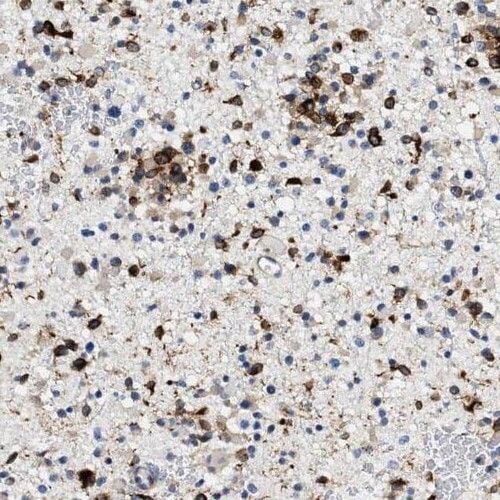 RGS7 Antibody - BSA Free