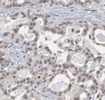 RGS2 Antibody - BSA Free
