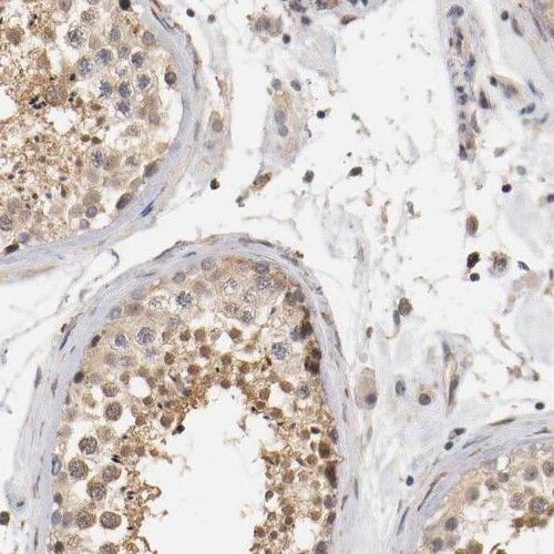 RGS17 Antibody - BSA Free