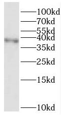 RFC3 Antibody - BSA Free