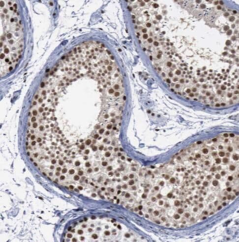 REXO4 Antibody - BSA Free