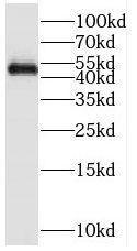 REXO4 Antibody - BSA Free