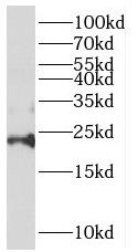 REEP6 Antibody - BSA Free