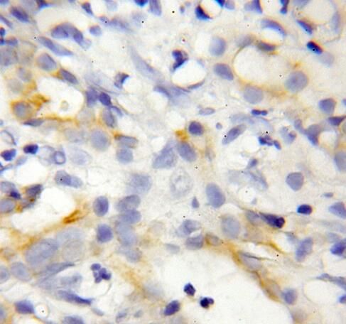 REEP6 Antibody - BSA Free