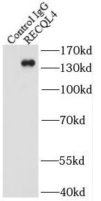 RECQL4 Antibody - BSA Free
