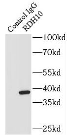RDH10 Antibody - BSA Free