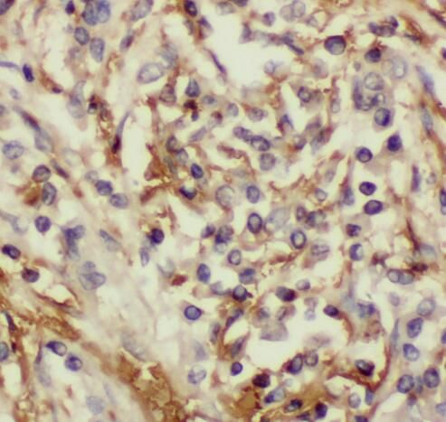 RDH10 Antibody - BSA Free