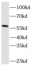 RCOR2 Antibody - BSA Free