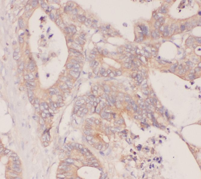 RBP7 Antibody - BSA Free