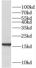 RBP7 Antibody - BSA Free