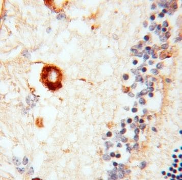 RBP3 Antibody - BSA Free