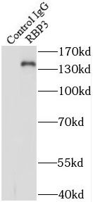 RBP3 Antibody - BSA Free