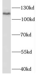 RBM25 Antibody - BSA Free