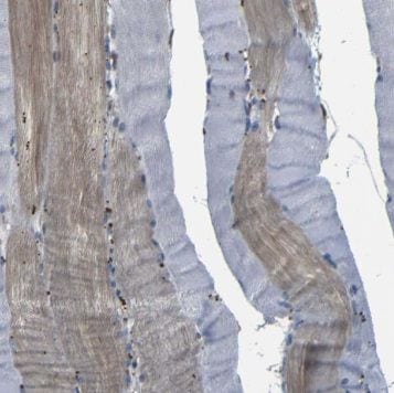 RBM24 Antibody - BSA Free
