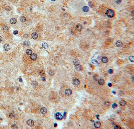 RASSF4 Antibody - BSA Free