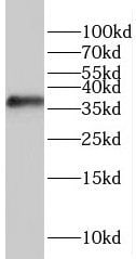 RASSF4 Antibody - BSA Free
