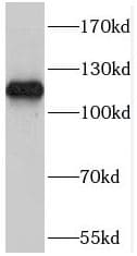 RAIN Antibody - BSA Free
