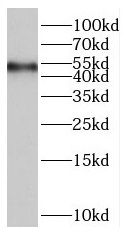 RASGRP2 Antibody - BSA Free