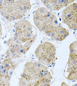 Rapsyn Antibody - BSA Free