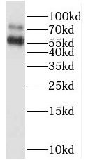 RAPGEFL1 Antibody - BSA Free