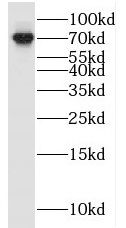 RAPGEF5 Antibody - BSA Free