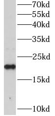 RAP1B Antibody - BSA Free